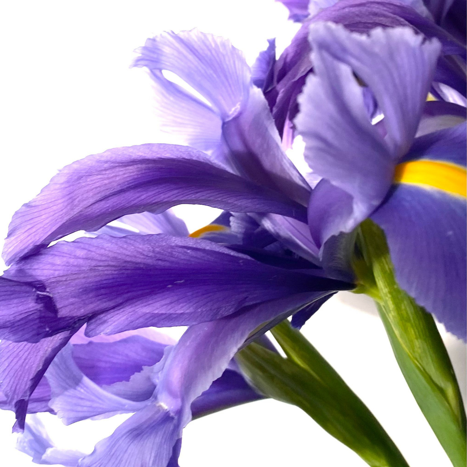 Iris Fragrances